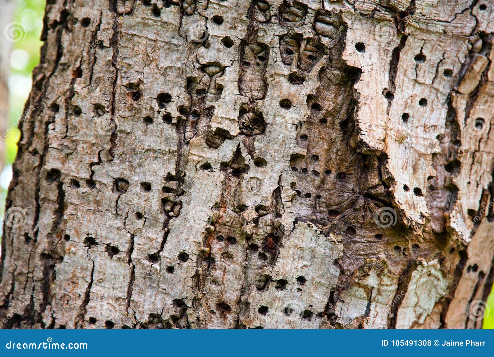Bark with insect holes stock photo. Image of bark, tree - 105491308
