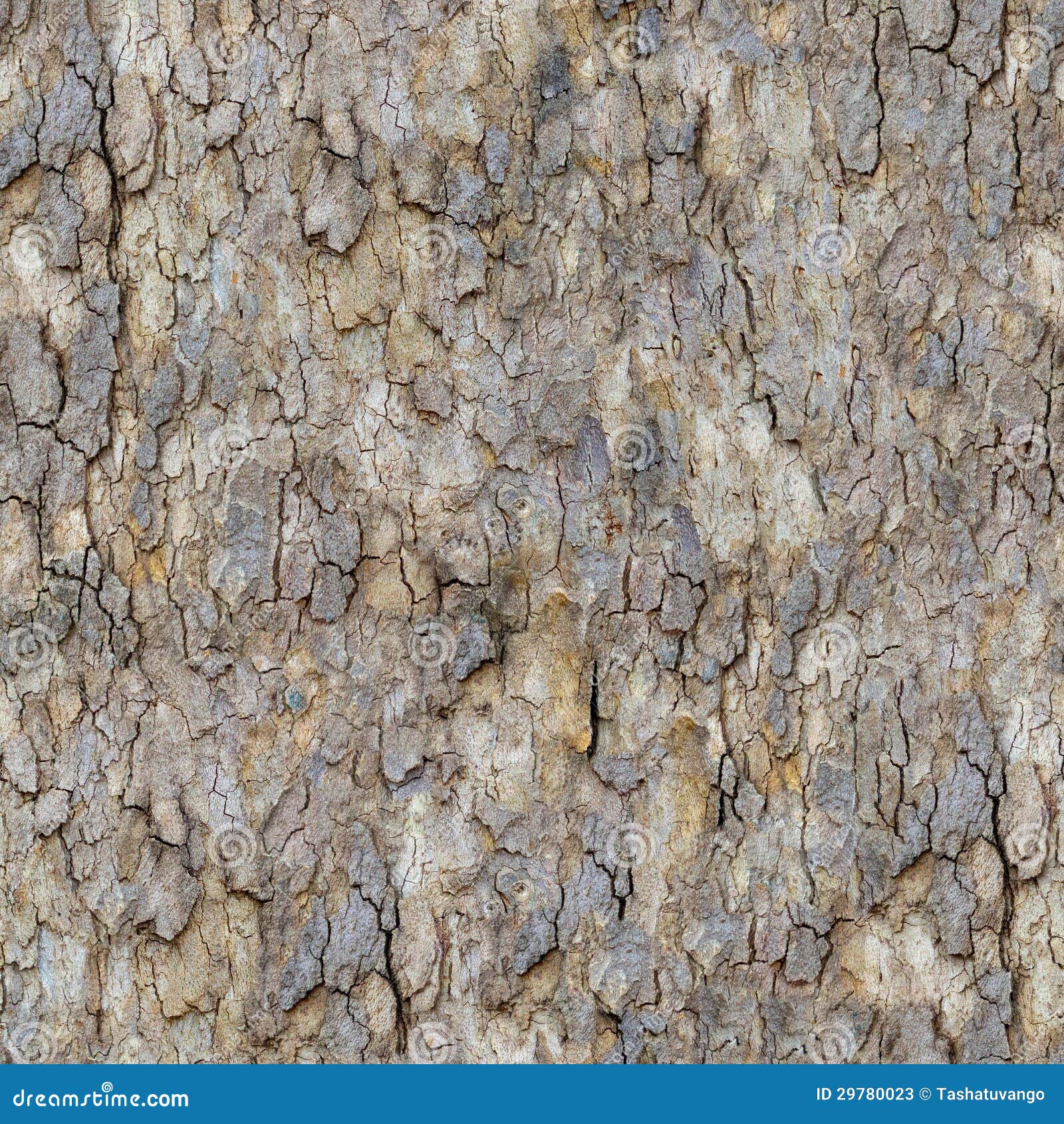 maple bark. seamless texture.