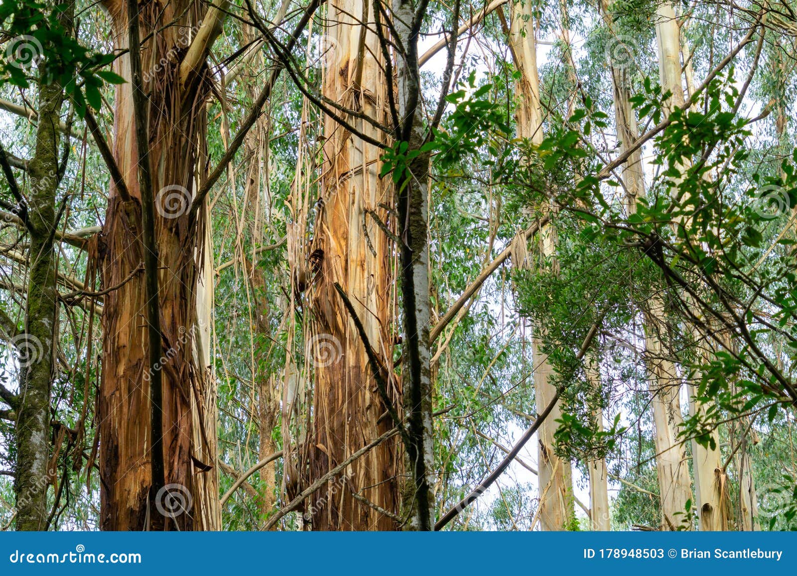 Bark peeling of gum trees stock image. Image of ocean 178948503