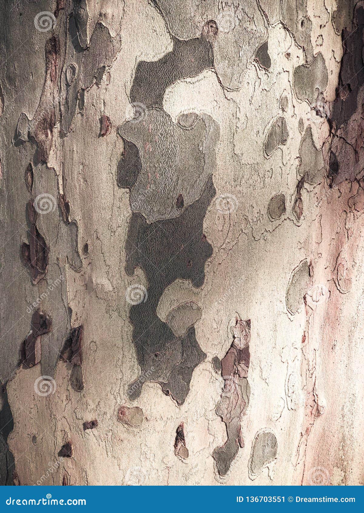Mysterious code stock image. Image of tree, code, texture - 136703551