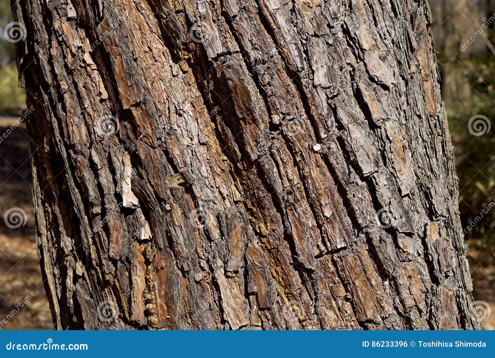 Bark of red pine stock photo. Image of closeup, bark 86233396