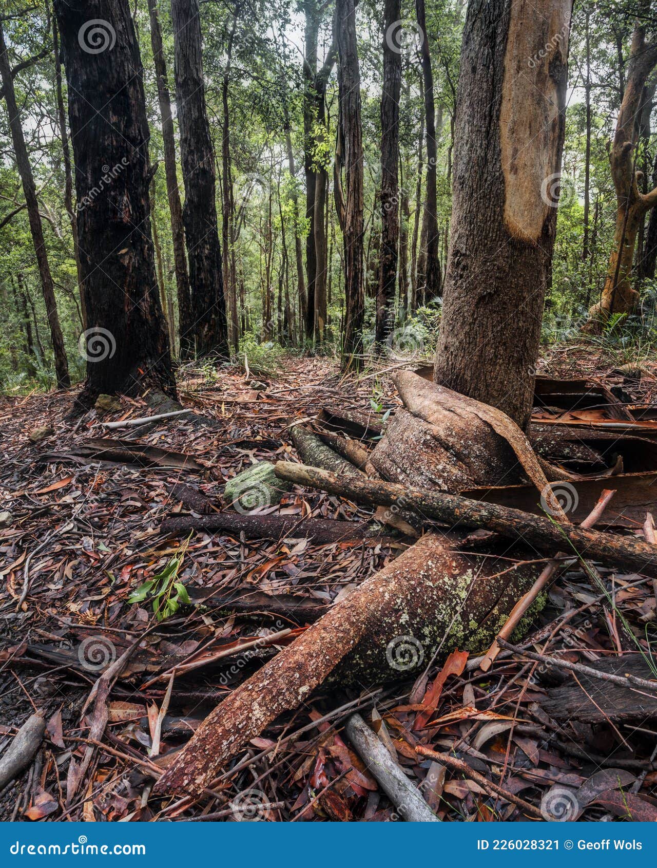 bark and roots in the forest full of trees