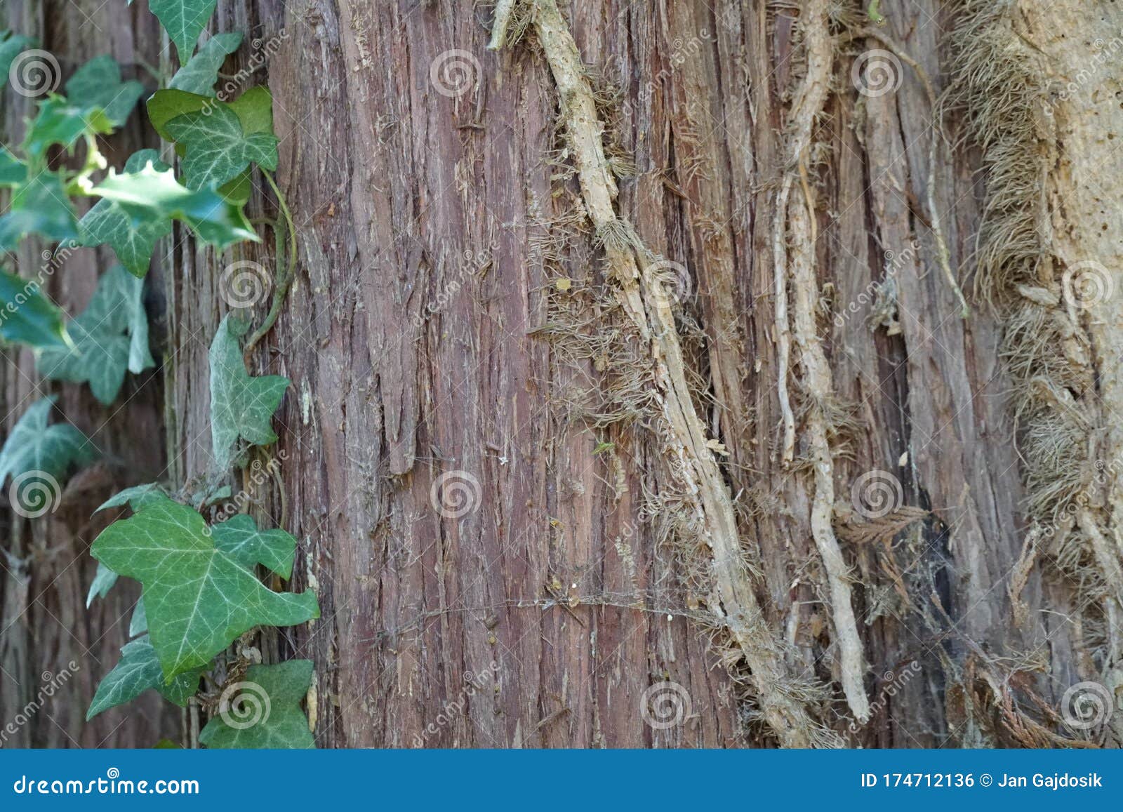 bark of sequoia tree, sequoiadendron giganteum, in detail