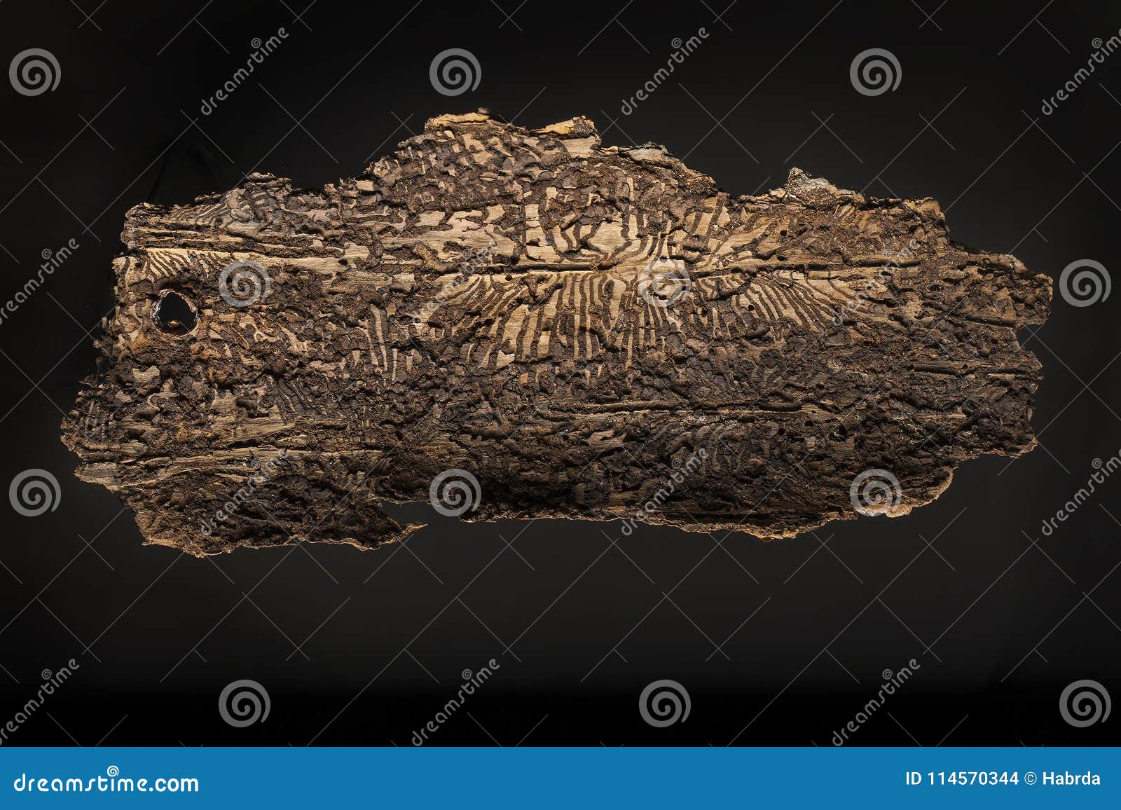 bark of spruce after bark beatles