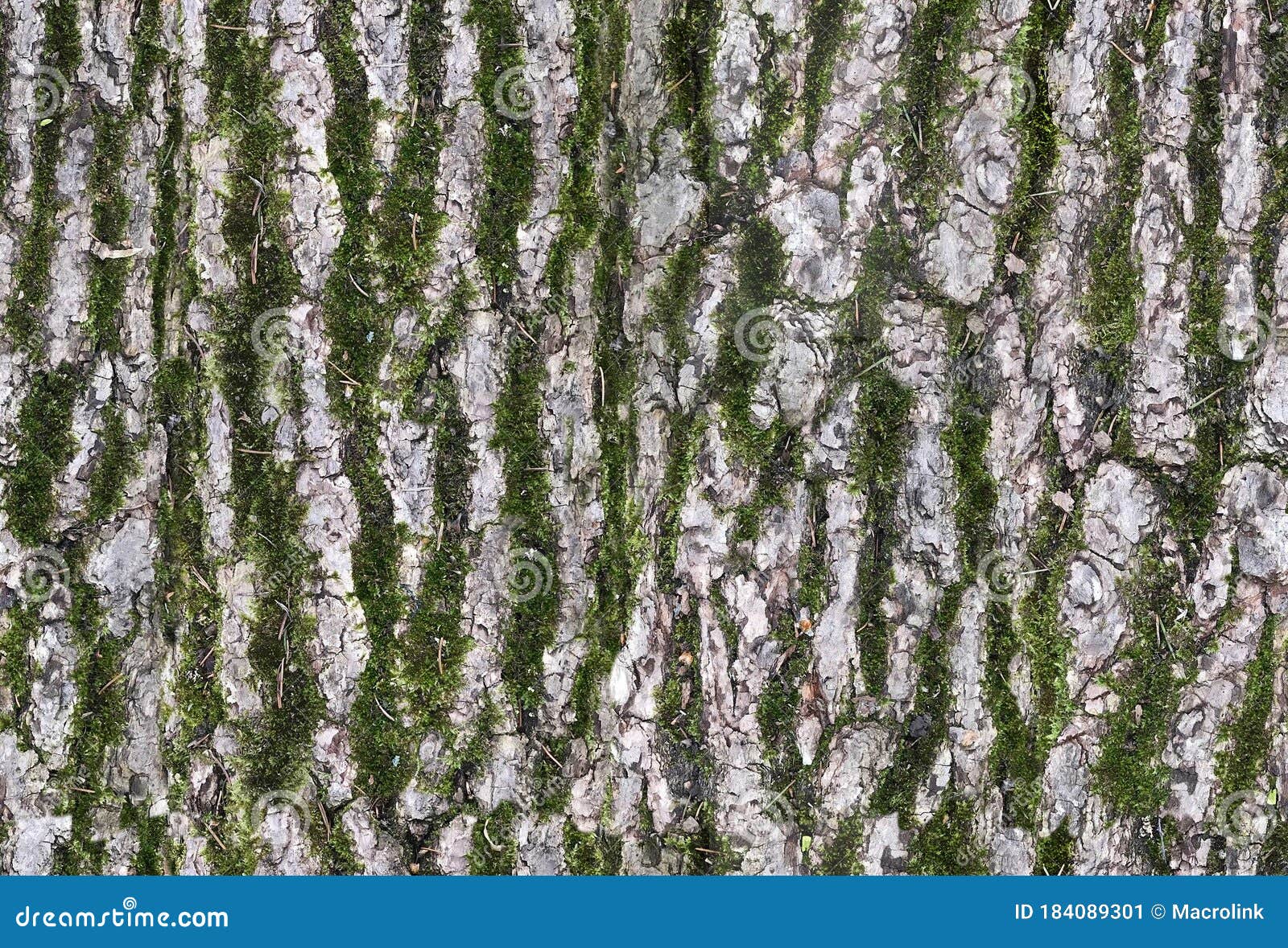 Bark Texture With Moss Wooden Seamless Pattern Stock Image Image Of Brown Natural 184089301