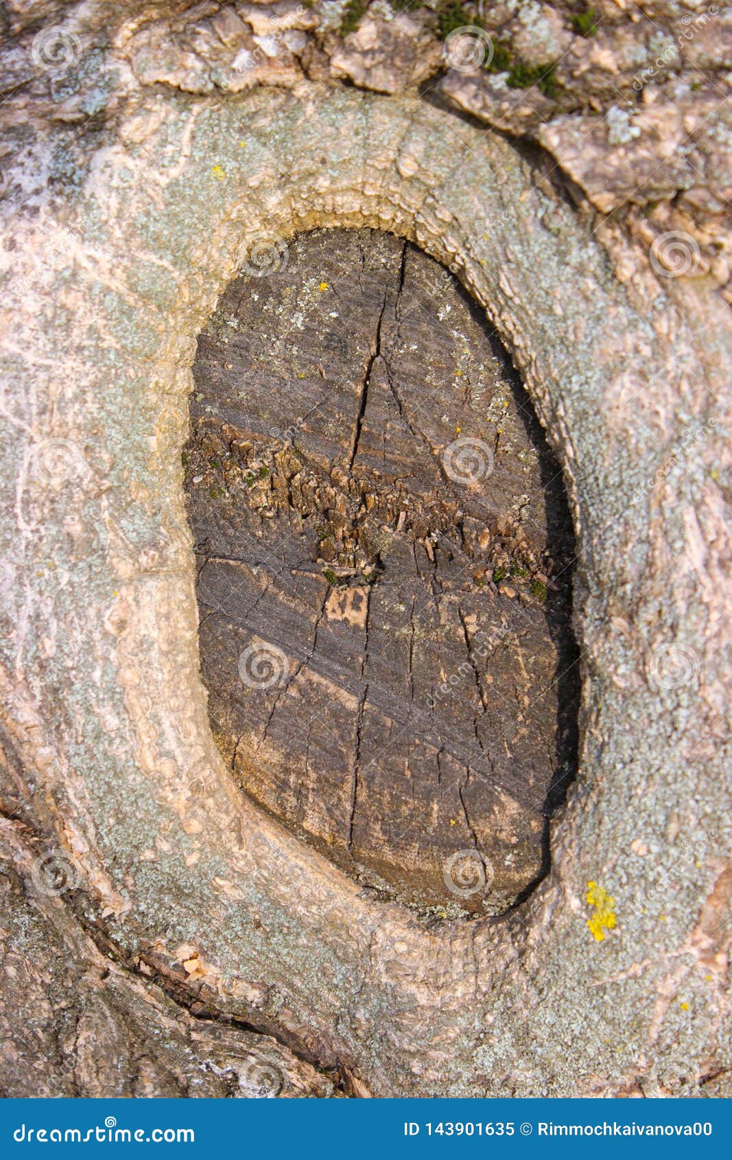 the bark of a tree accreted as a window.
