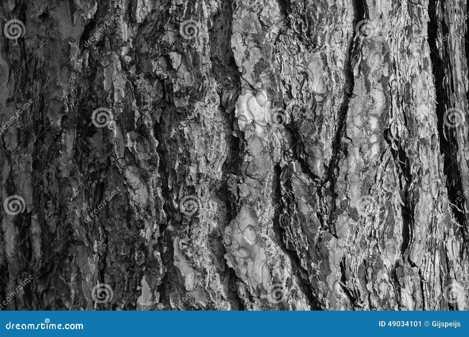 Bark of a Tree in Black and White Stock Image Image of abstract