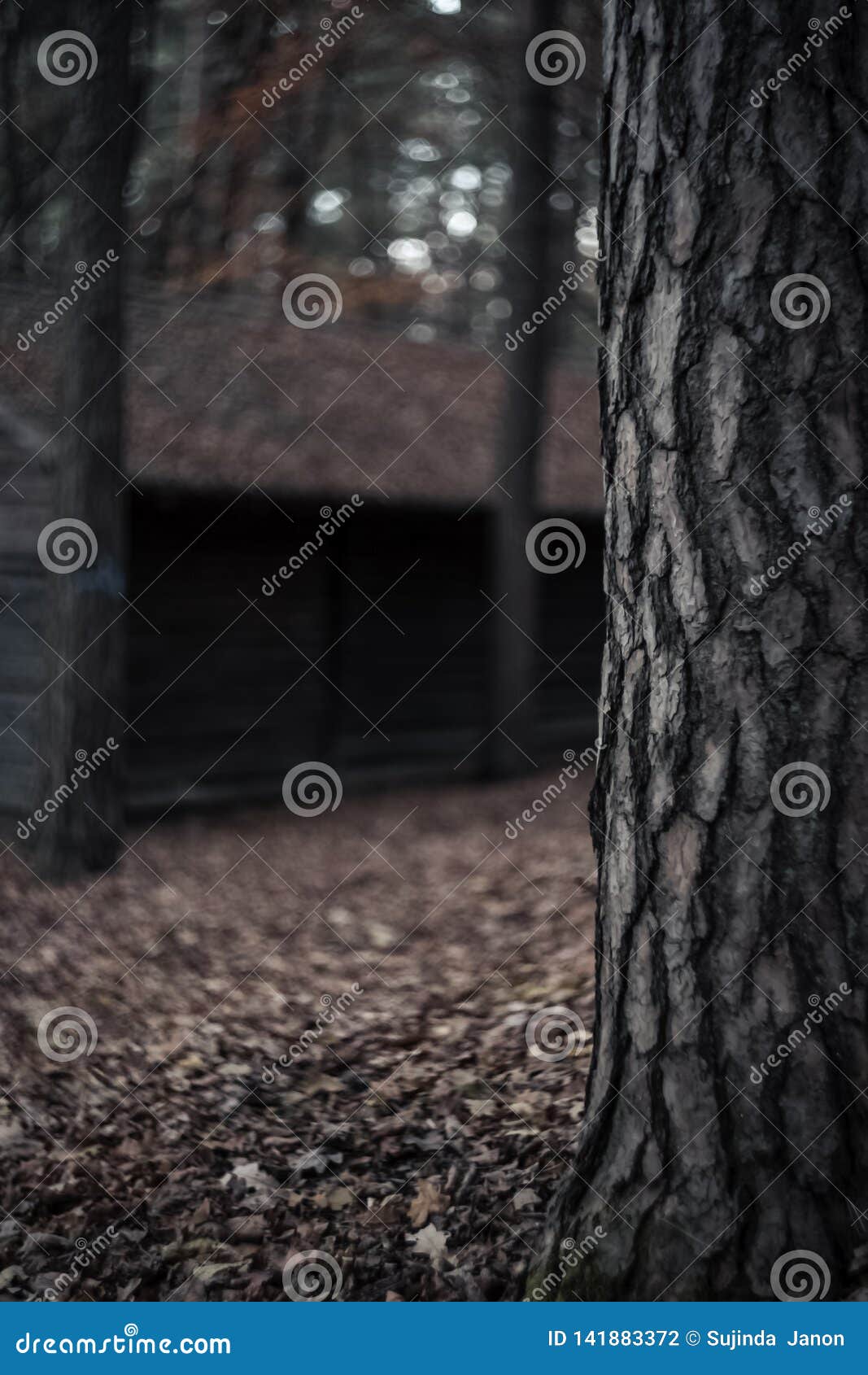 Bark Of Tree And Blur Scene Stock Illustration Bark Of Tree And Blur Scene Stock Illustration