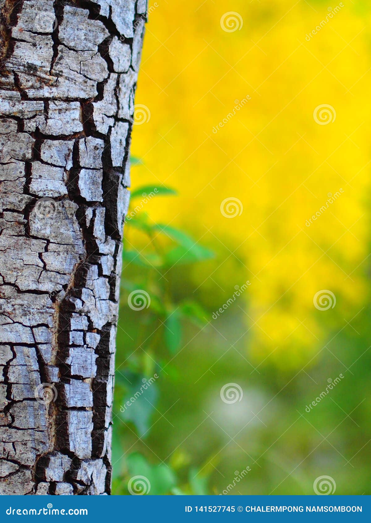 The Bark of the Tree on a Blurred Background,Cassia Fistula Flower Stock  Image - Image of tree, backgroundcassia: 141527745