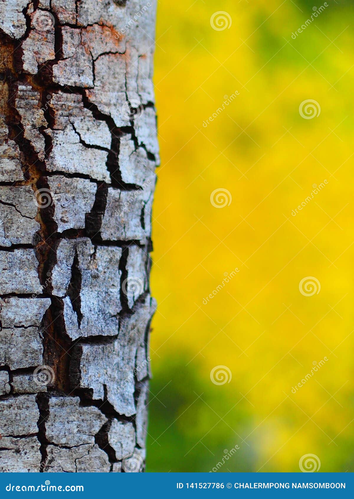 The Bark of the Tree on a Blurred Background,Cassia Fistula Flower Stock  Photo - Image of flower, fistula: 141527786