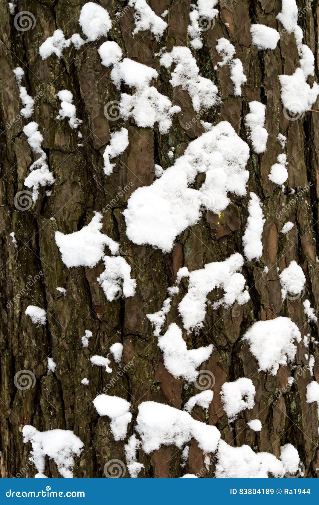 Fresh Snow Cover Stock Photo - Download Image Now - Snow, Close-up