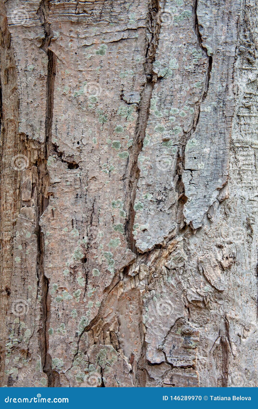 Bark on Tree Trunk a Horse Chestnut. Natural Background Stock Photo