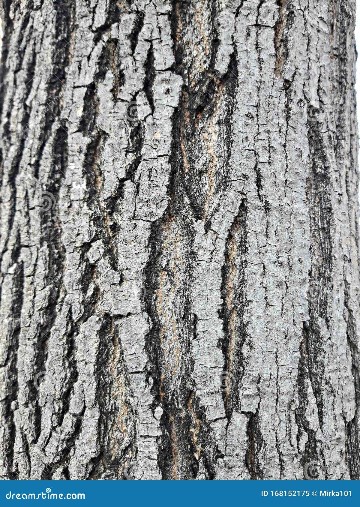 Bark of the Tree, Wrinkled and Hard. Pine in Winter with a Thick and