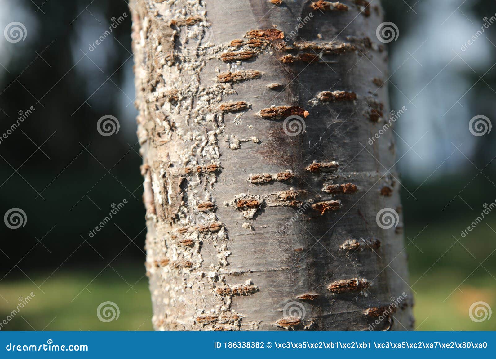 the bark under the sun is textured