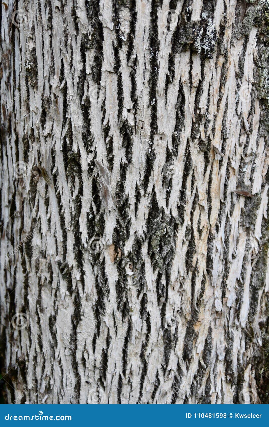 white ash bark with emerald