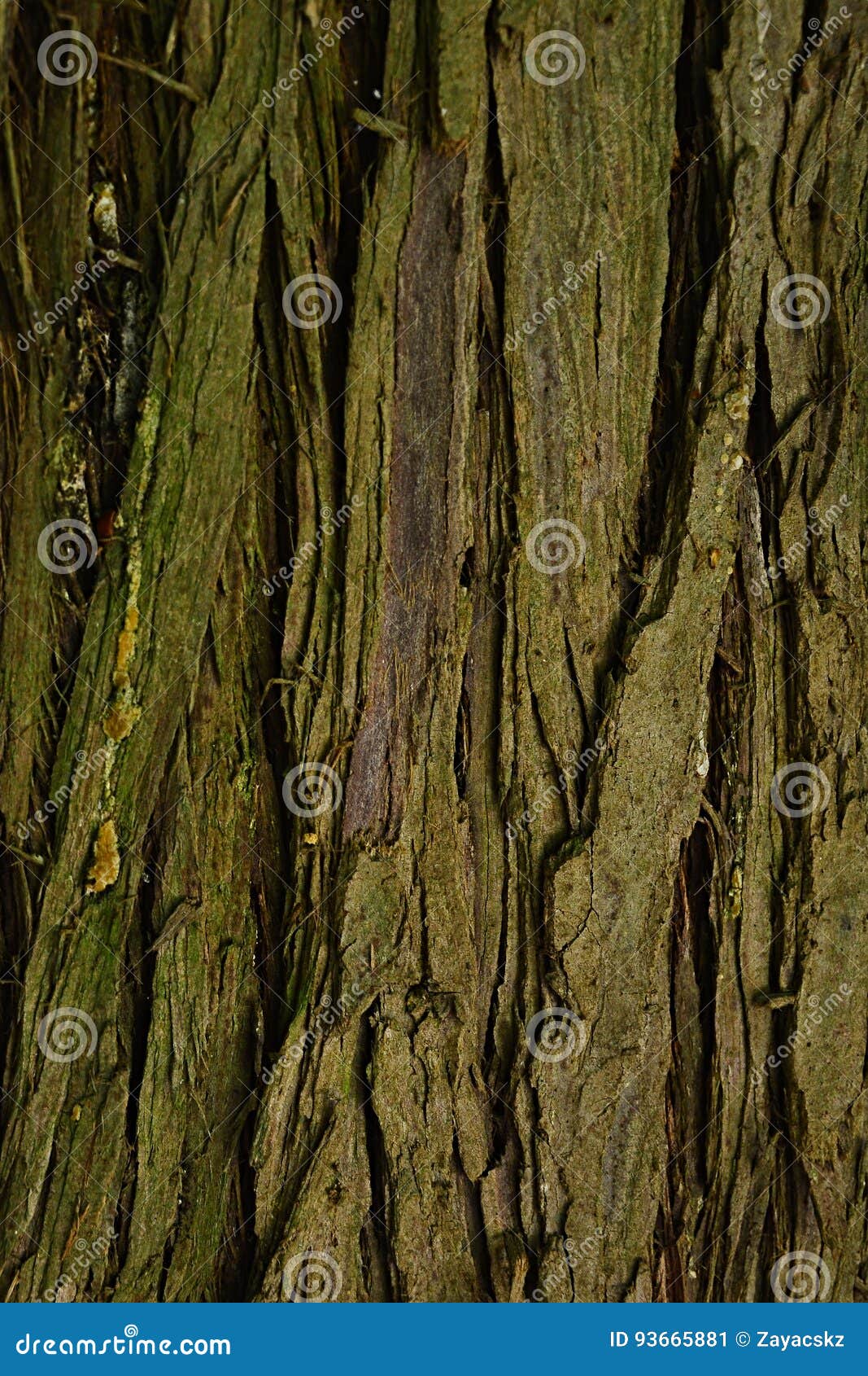 Bark Wood Texture of Evergreen Tree Pacific Redcedar Thuja Plicata