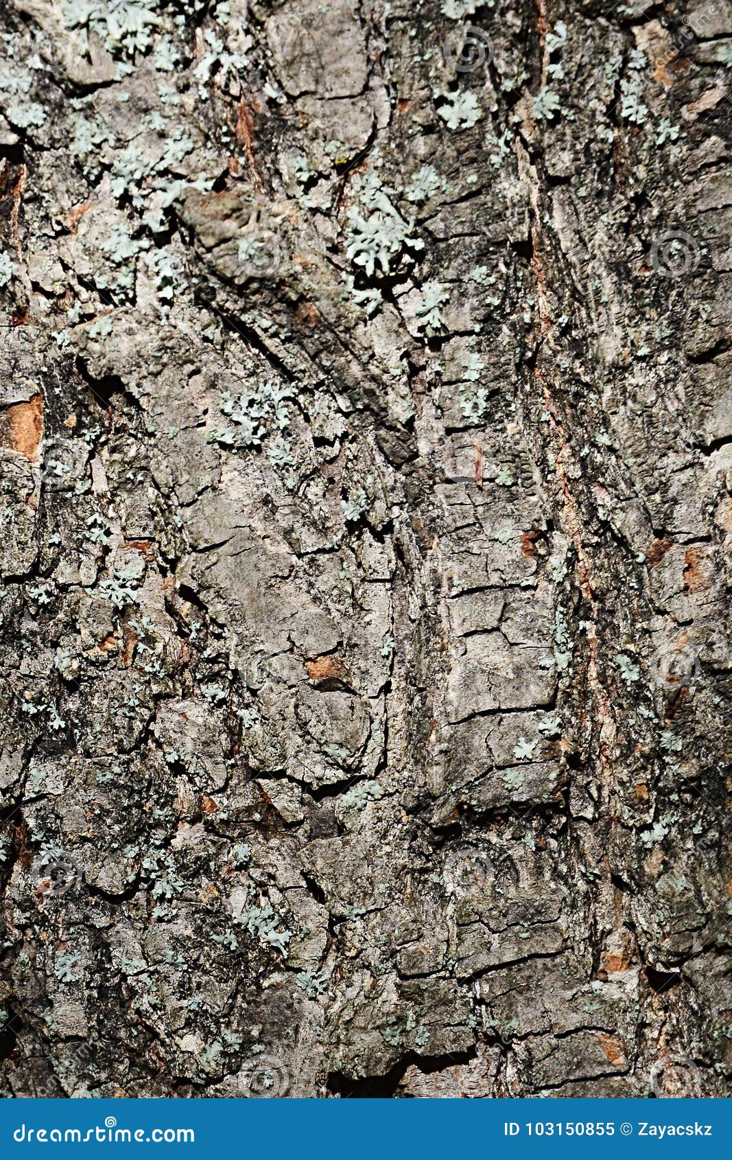 bark wood texture of small-leaved lime tree tilia cordata