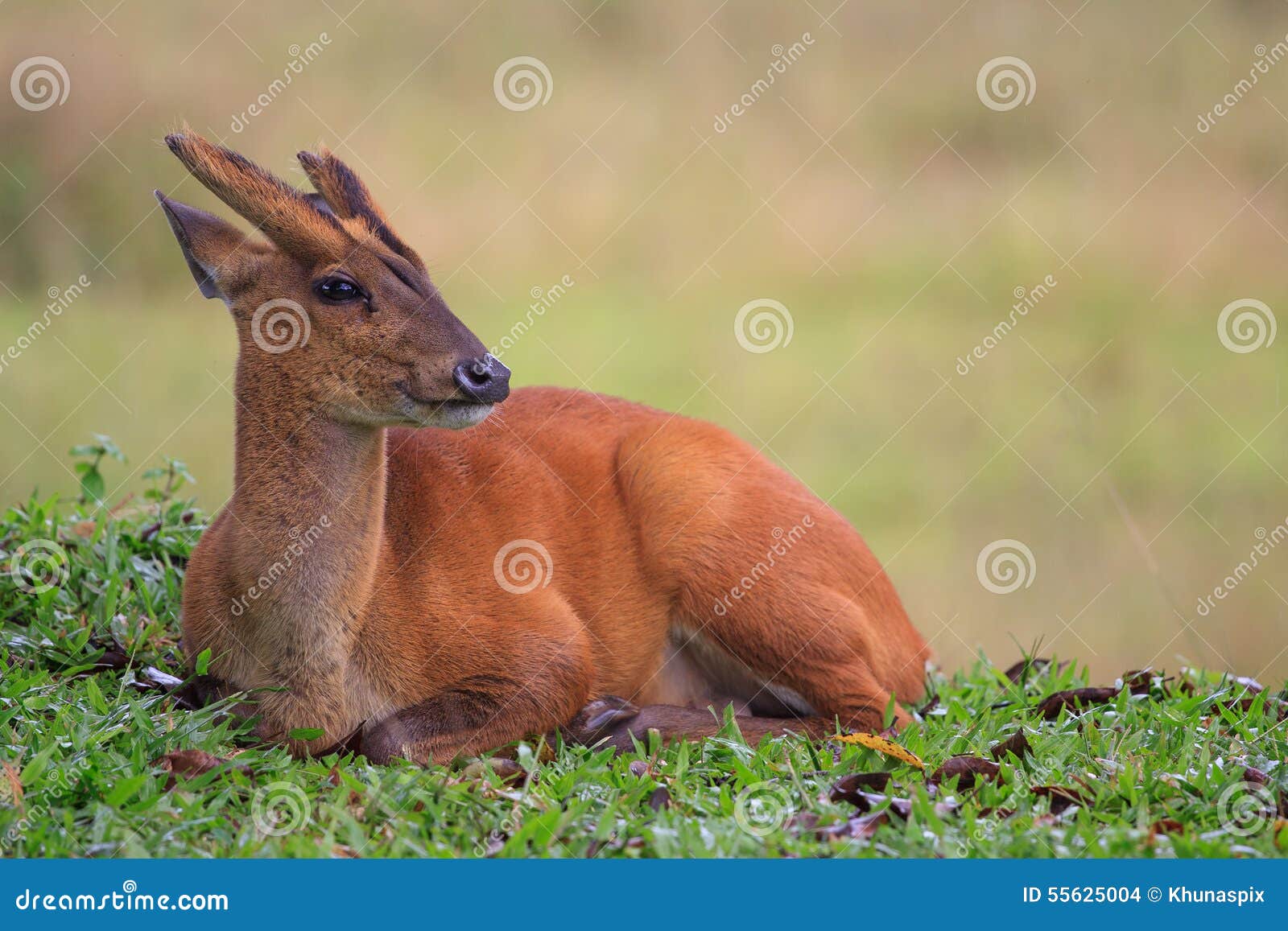 Barking Deer Lying on Natural Field with Blur Background Stock Photo