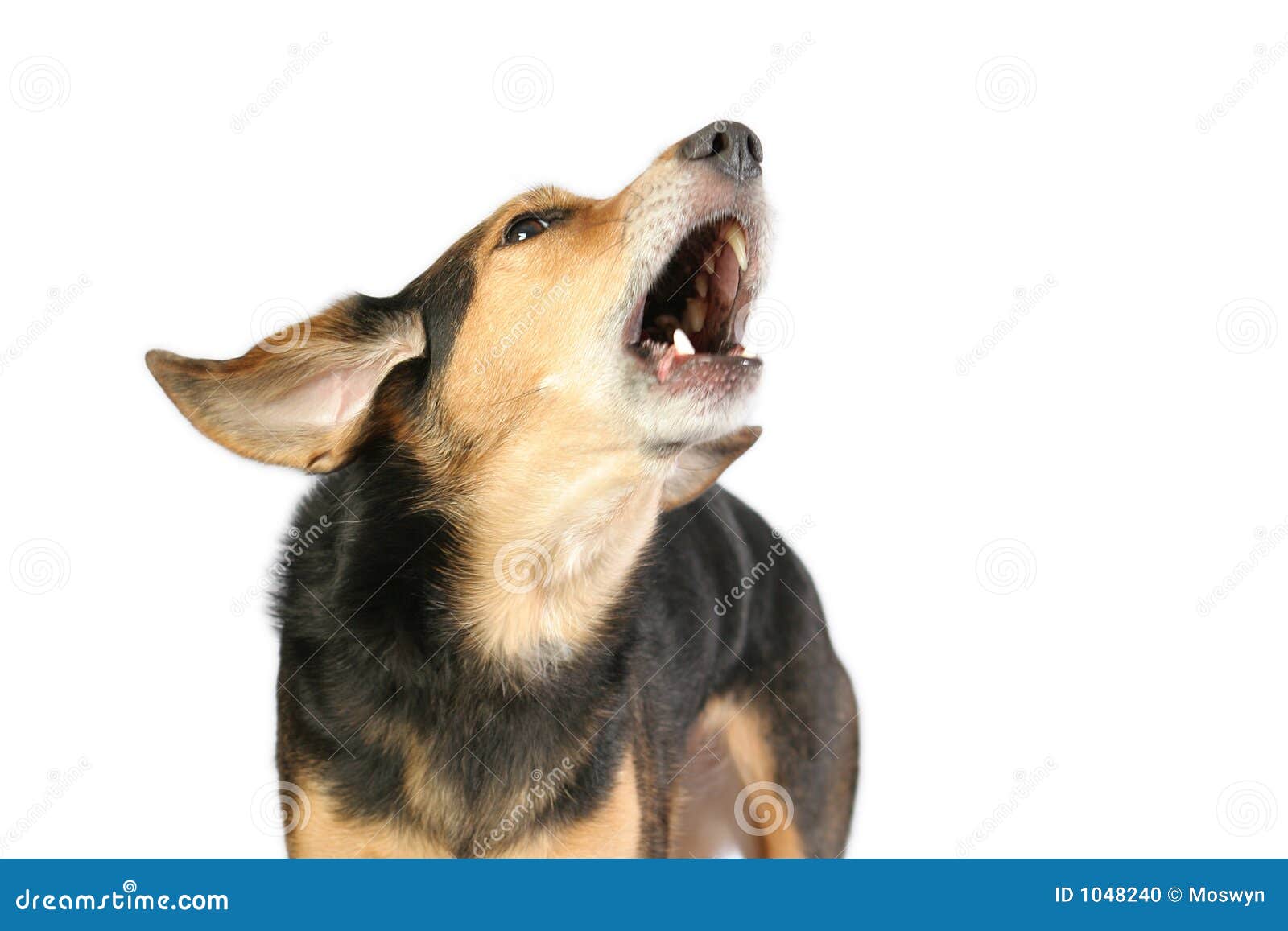 Barking dog stock photo Image of wind white tail bark Barking dog stock photo Image of wind white tail bark