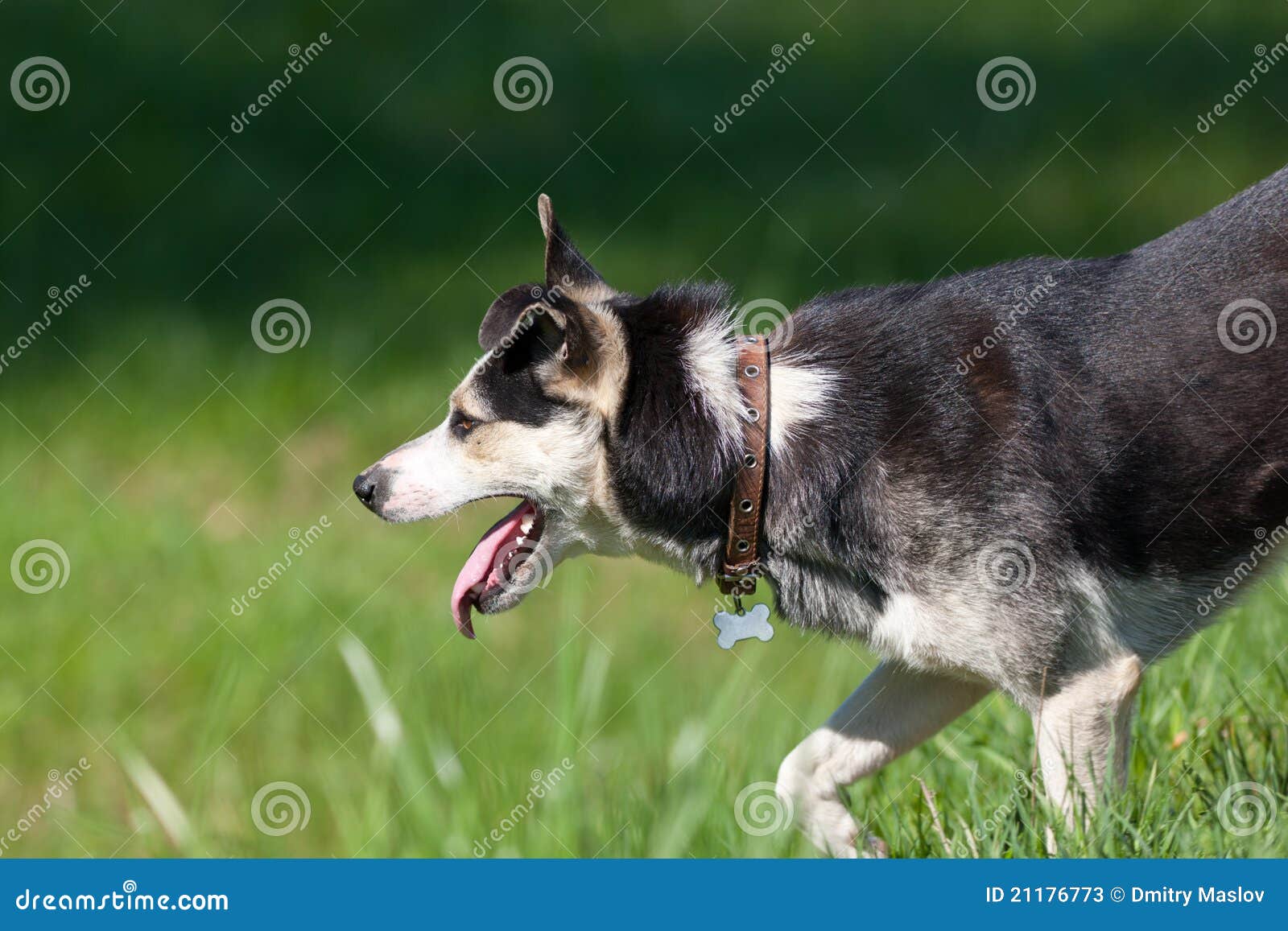 Barking dog stock image. Image of shepherd, meadow, green 21176773