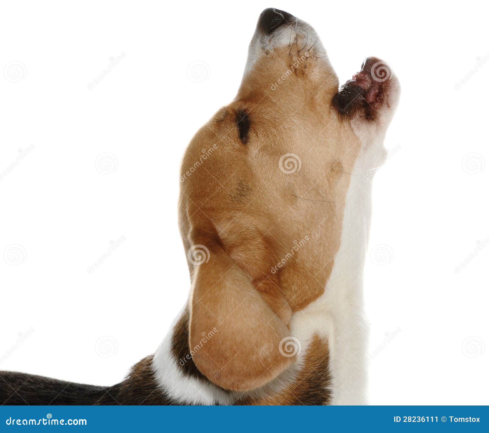 Barking Dog Stock Image Image 28236111 Barking Dog Stock Image Image 28236111