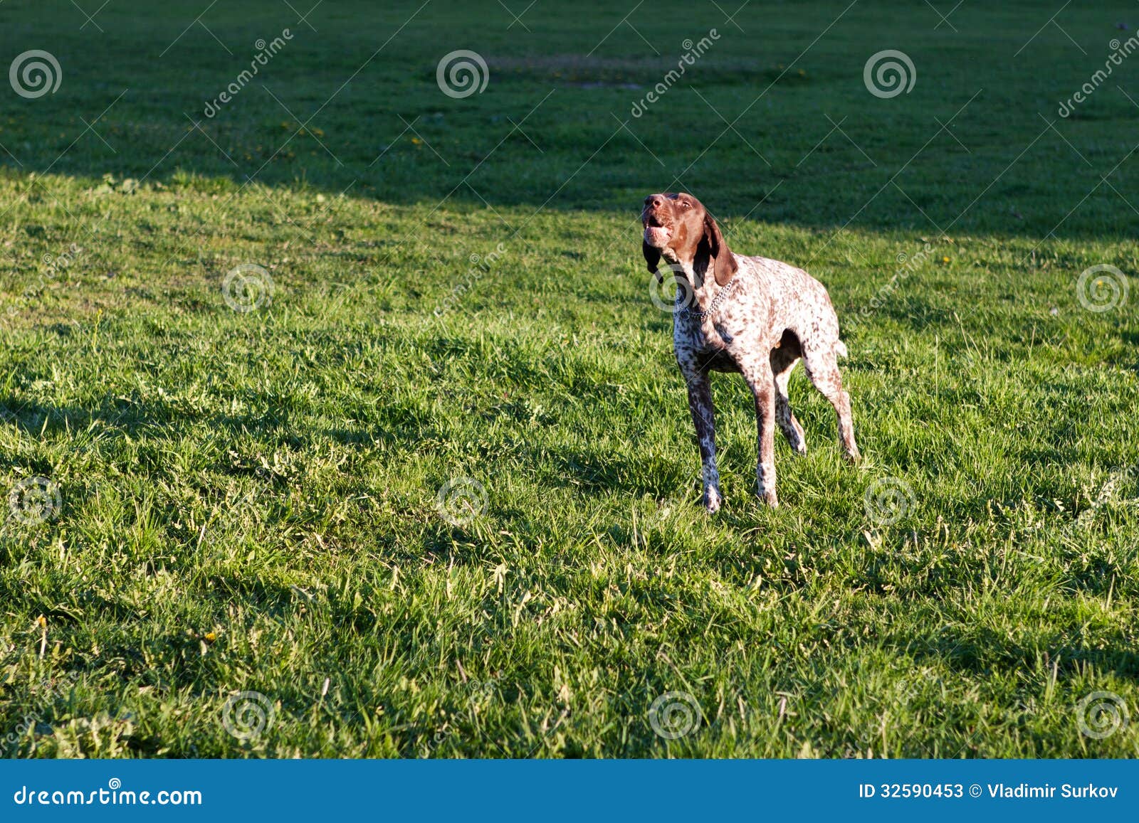 Barking dog stock image. Image of portrait, meadow, head 32590453