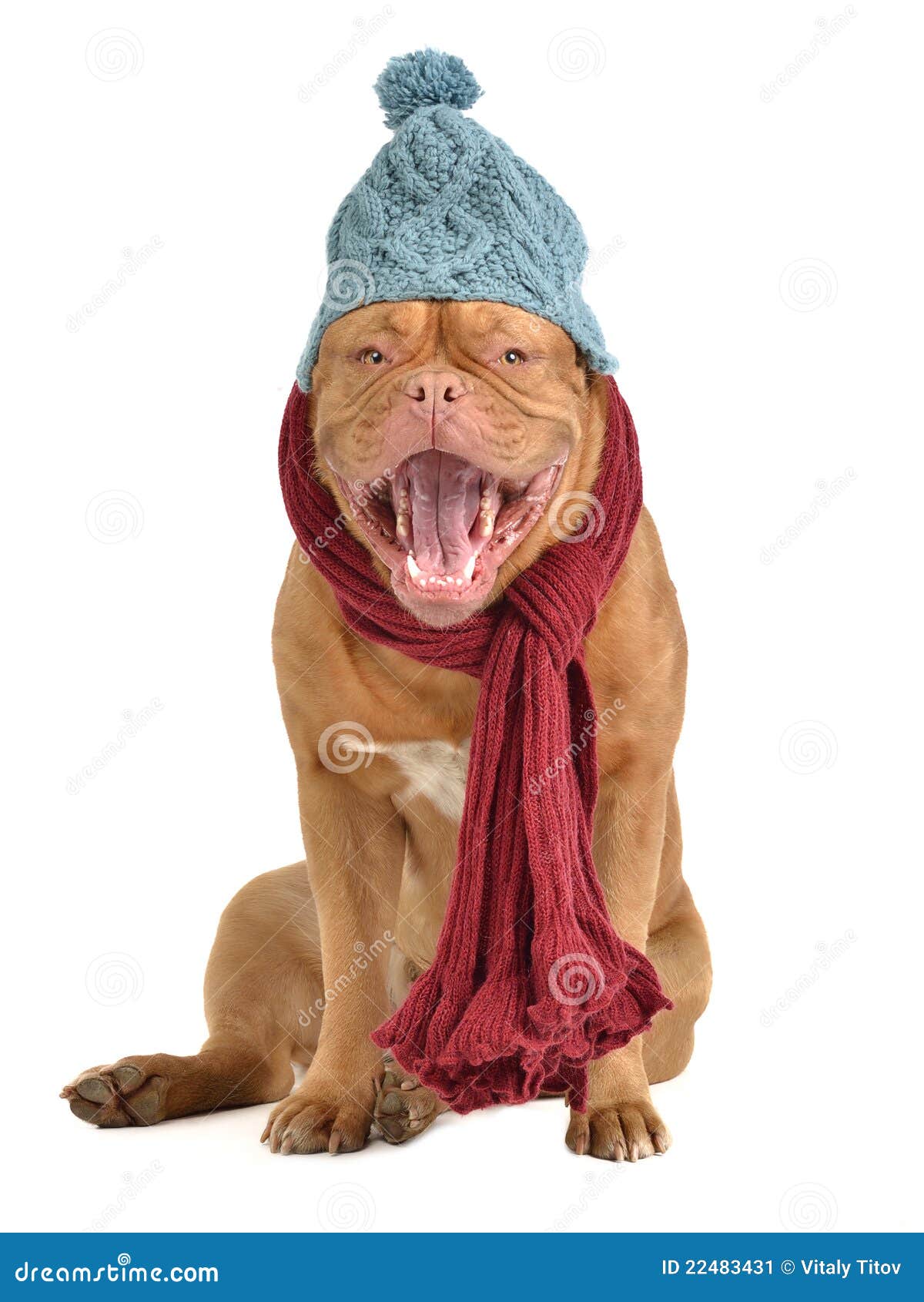 Barking Dog with Hat and Scarf Stock Image Image of cough, blue 22483431