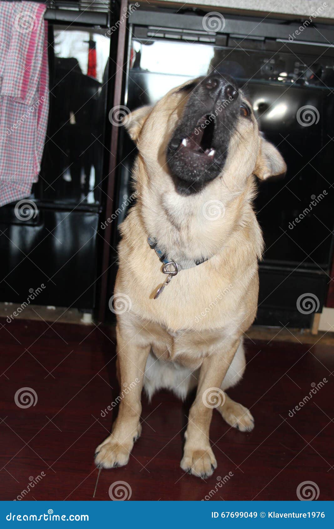 Barking dog stock image. Image of angry, barking, bark 67699049