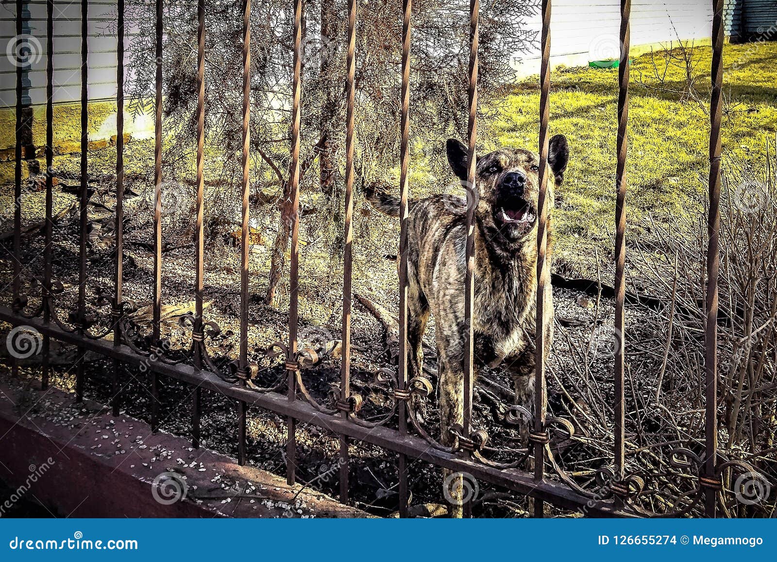 Barking Dog of a Shepherd Behind a Fence Stock Photo Image of garden, attack 126655274