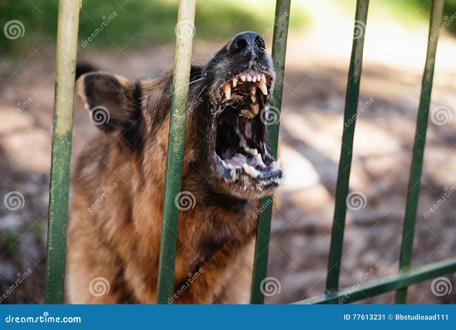 Barking german shepherd stock image. Image of pets, shepherd 77613231