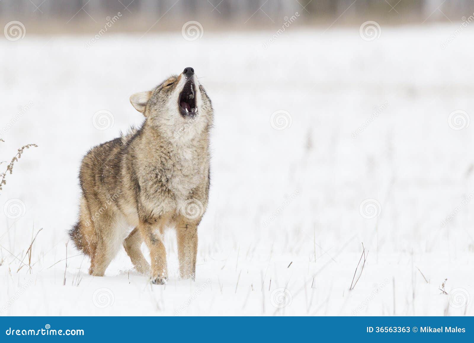 Coyote Pup Howling - NWF | Ranger Rick, image size:1600x1157