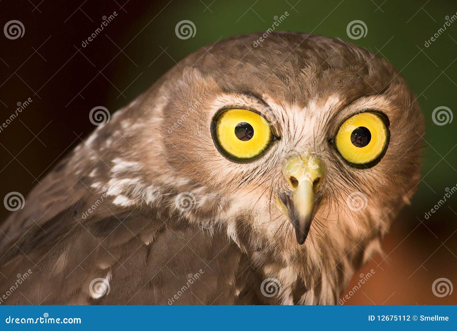 barking owl