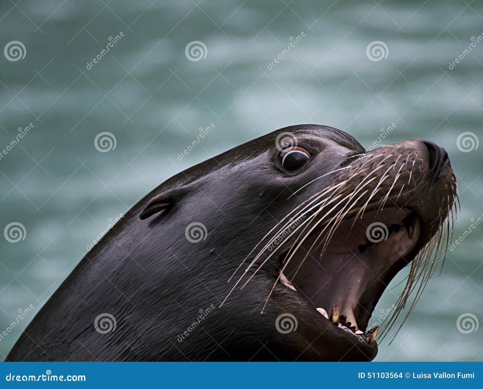 Barking sea lion head stock photo. Image of thick, barking 51103564