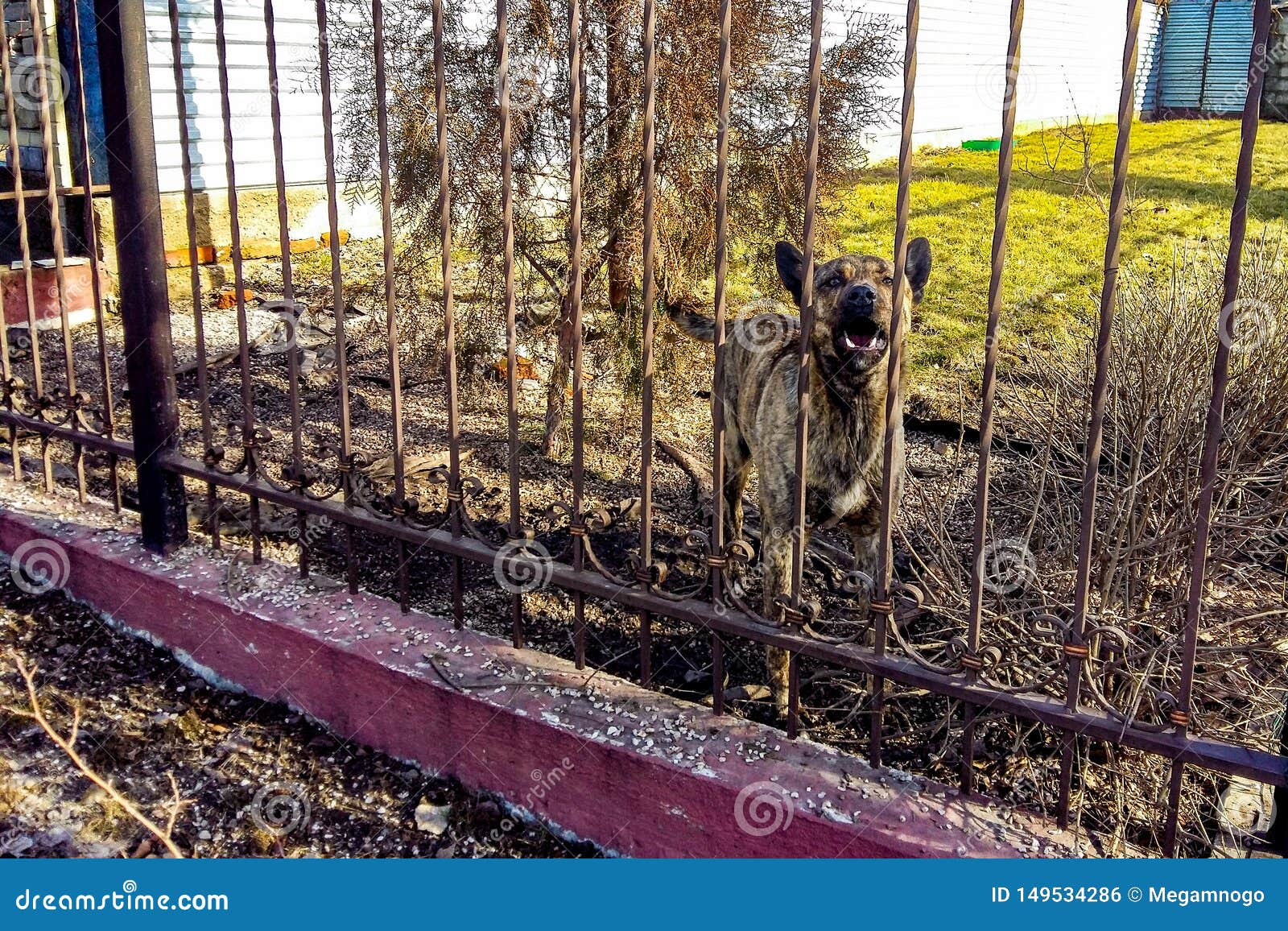 Barking Shepherd Dog Behind a Fence Stock Photo Image of fear