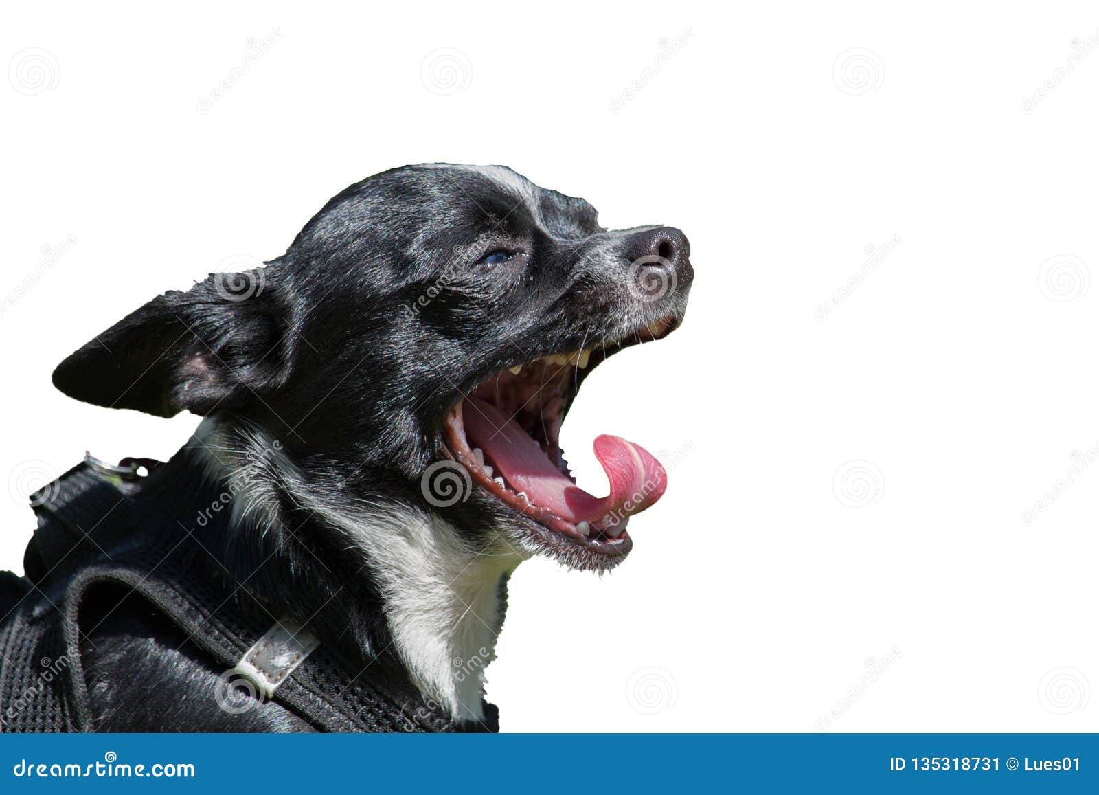 Barking Small Black Dog Isolated Stock Image Image of looking, white