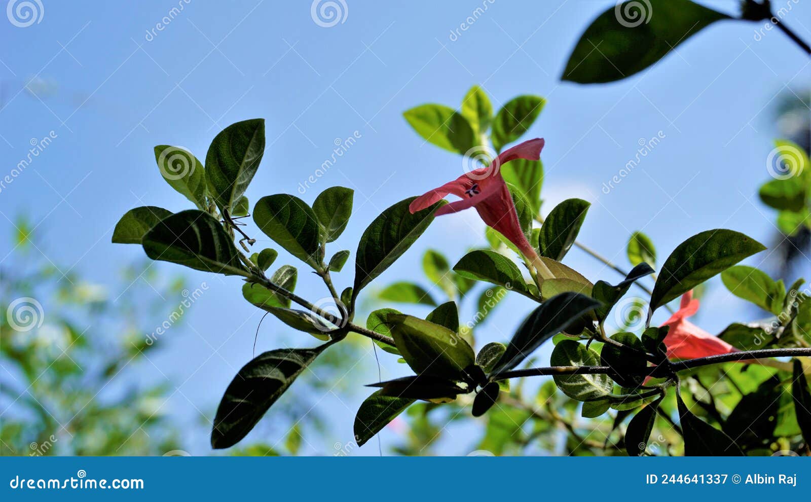 barleria repens also known as coral creeper, pink ruellia