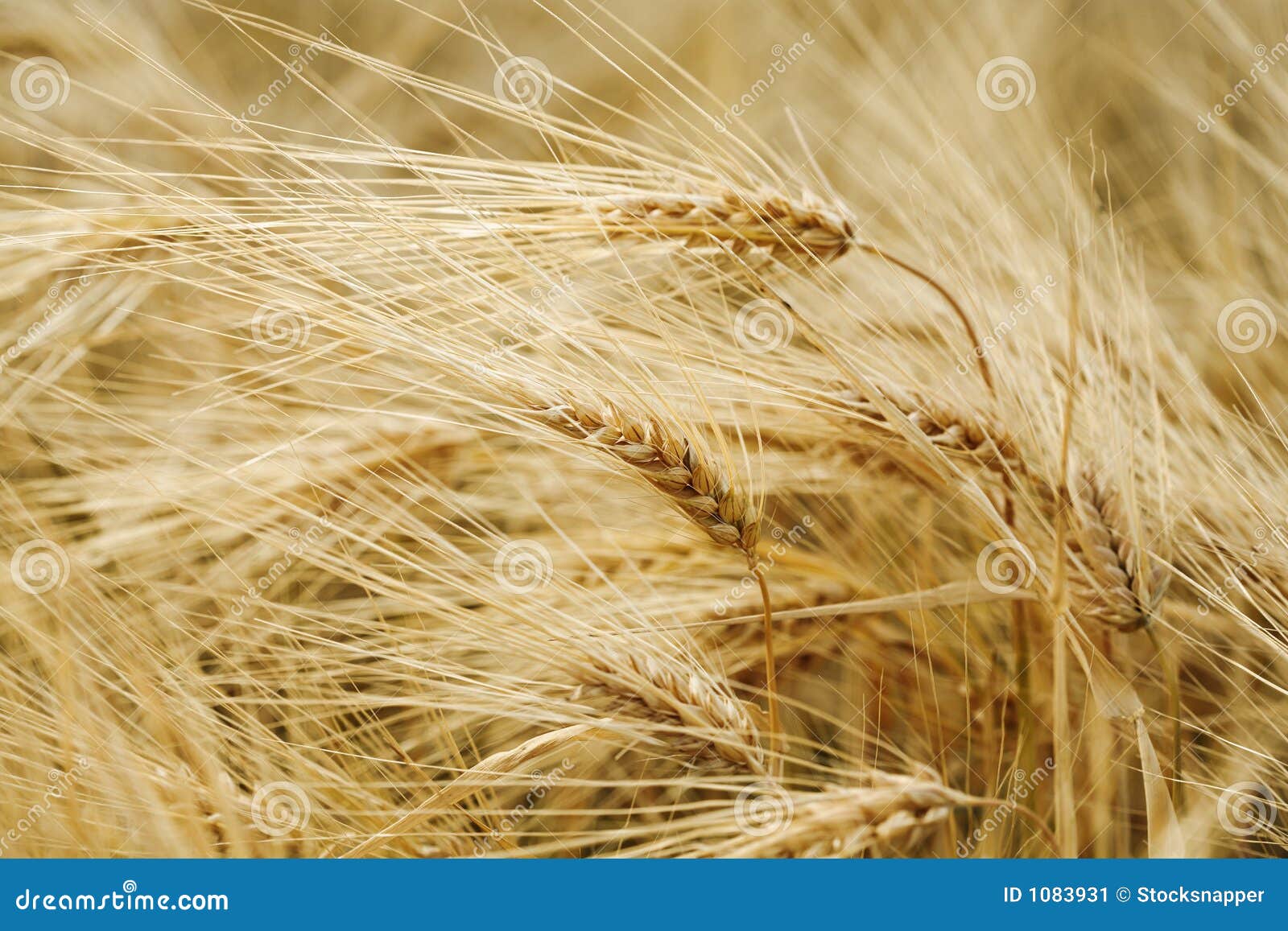 Barley stock image. Image of growing, fibers, crops, agriculture 1083931