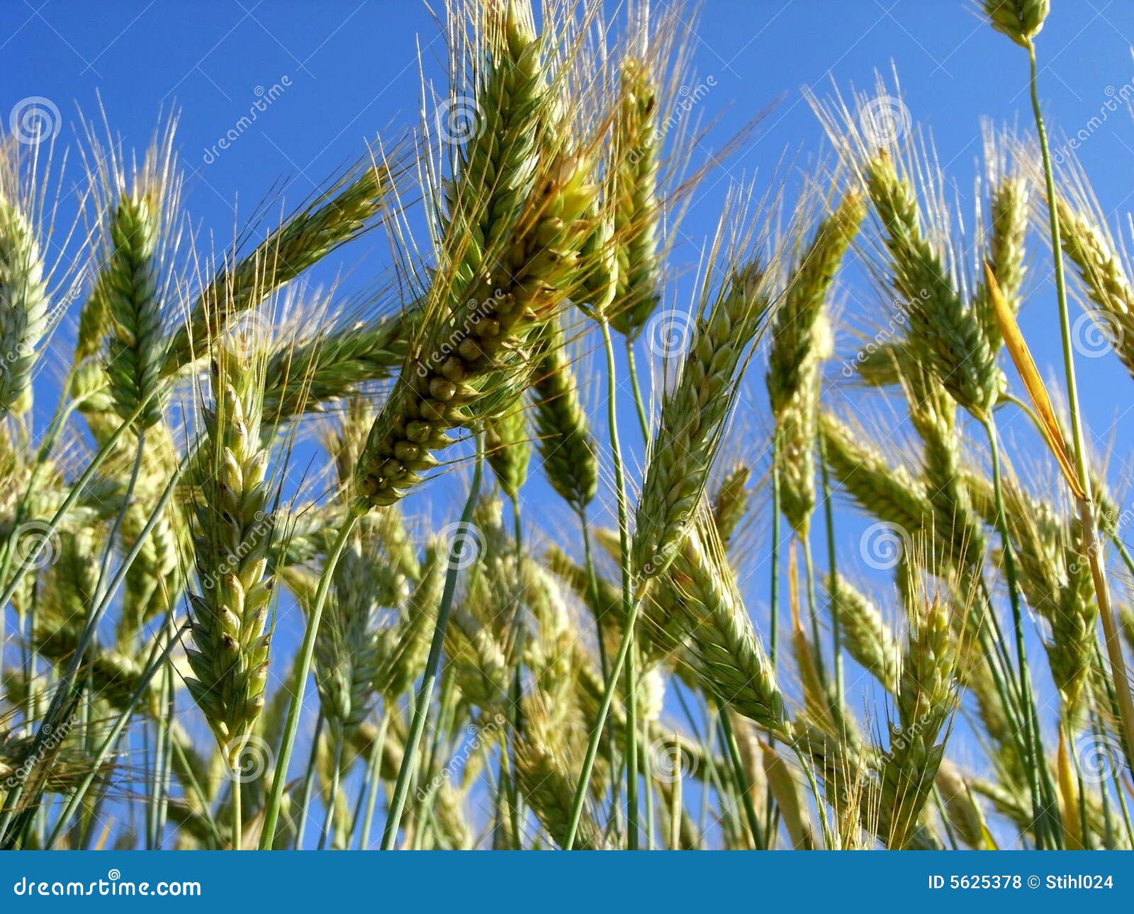 Barley Picture. Image 5625378