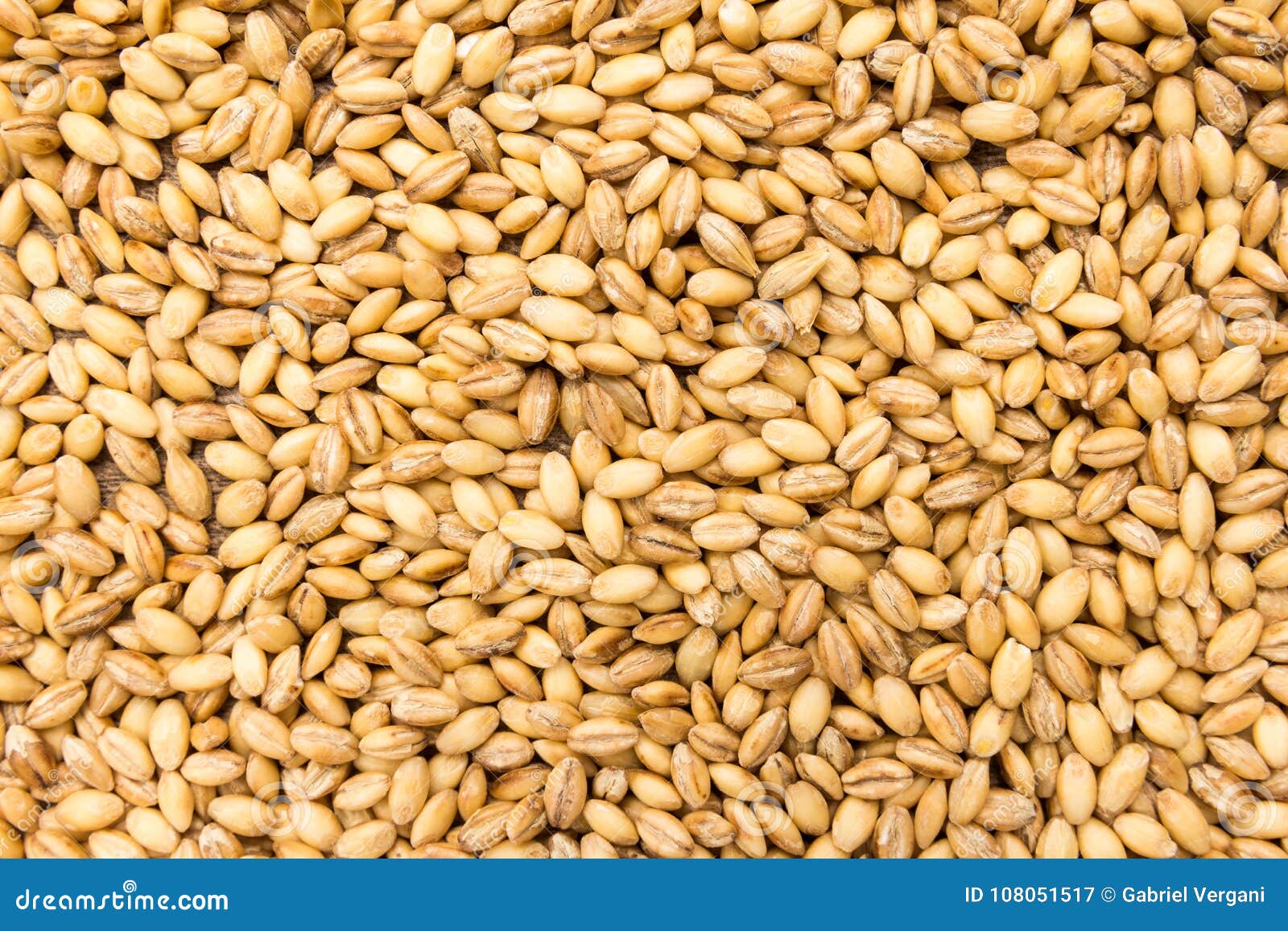 barley cereal grain. closeup of grains, background use.