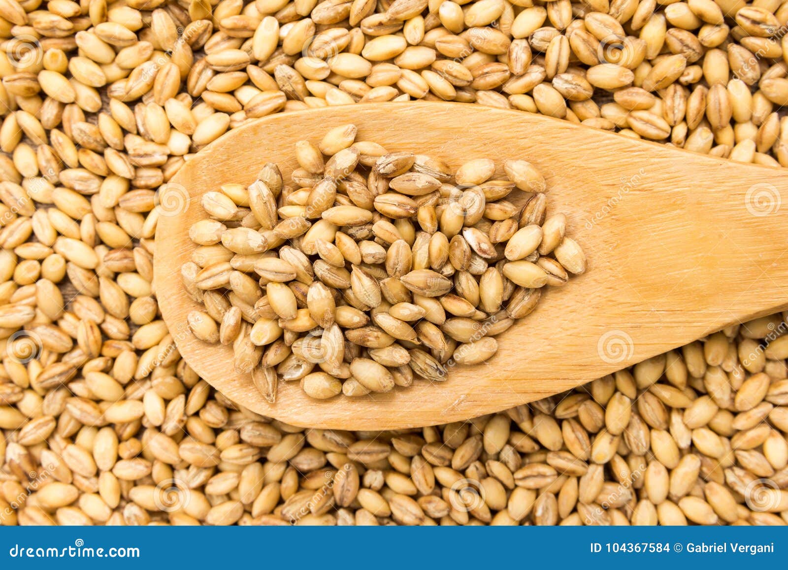 barley cereal grain. grains in wooden spoon. close up.