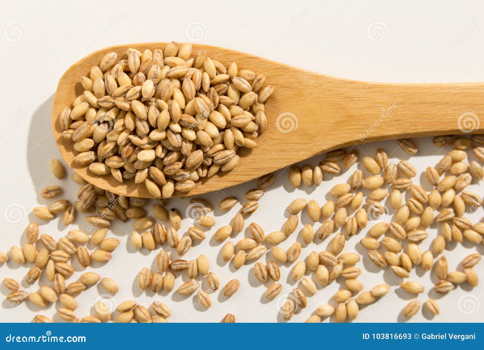 barley cereal grain. healthy grains on a wooden spoon. white background.