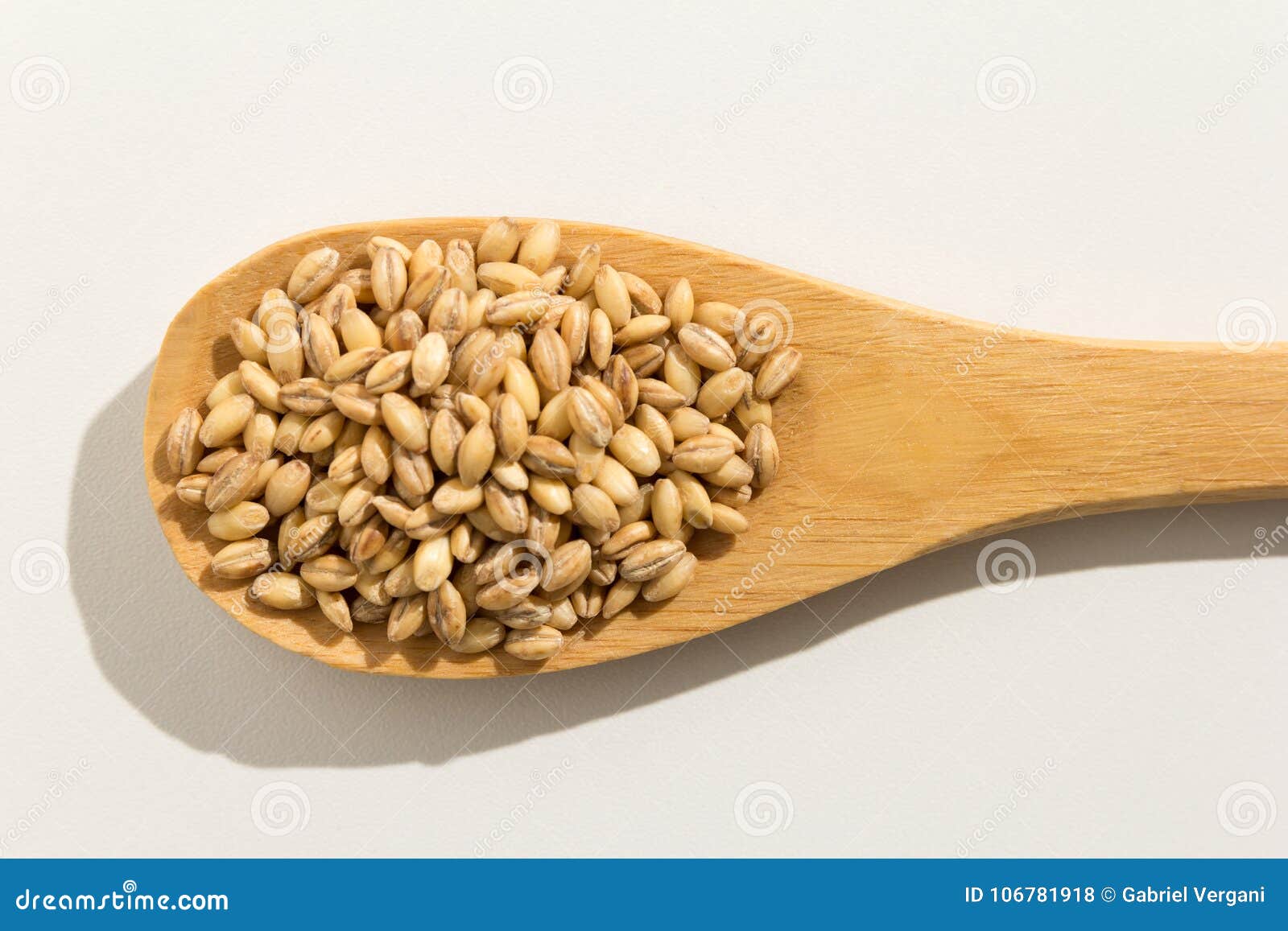 barley cereal grain. nutritious grains on a wooden spoon on whit