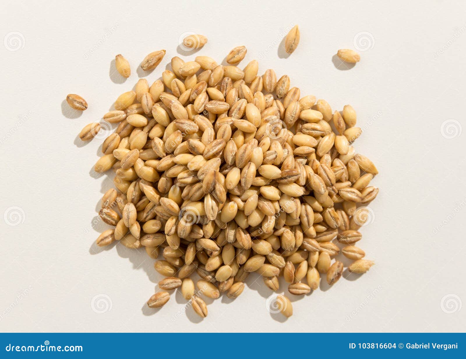 barley cereal grain. pile of grains. top view.