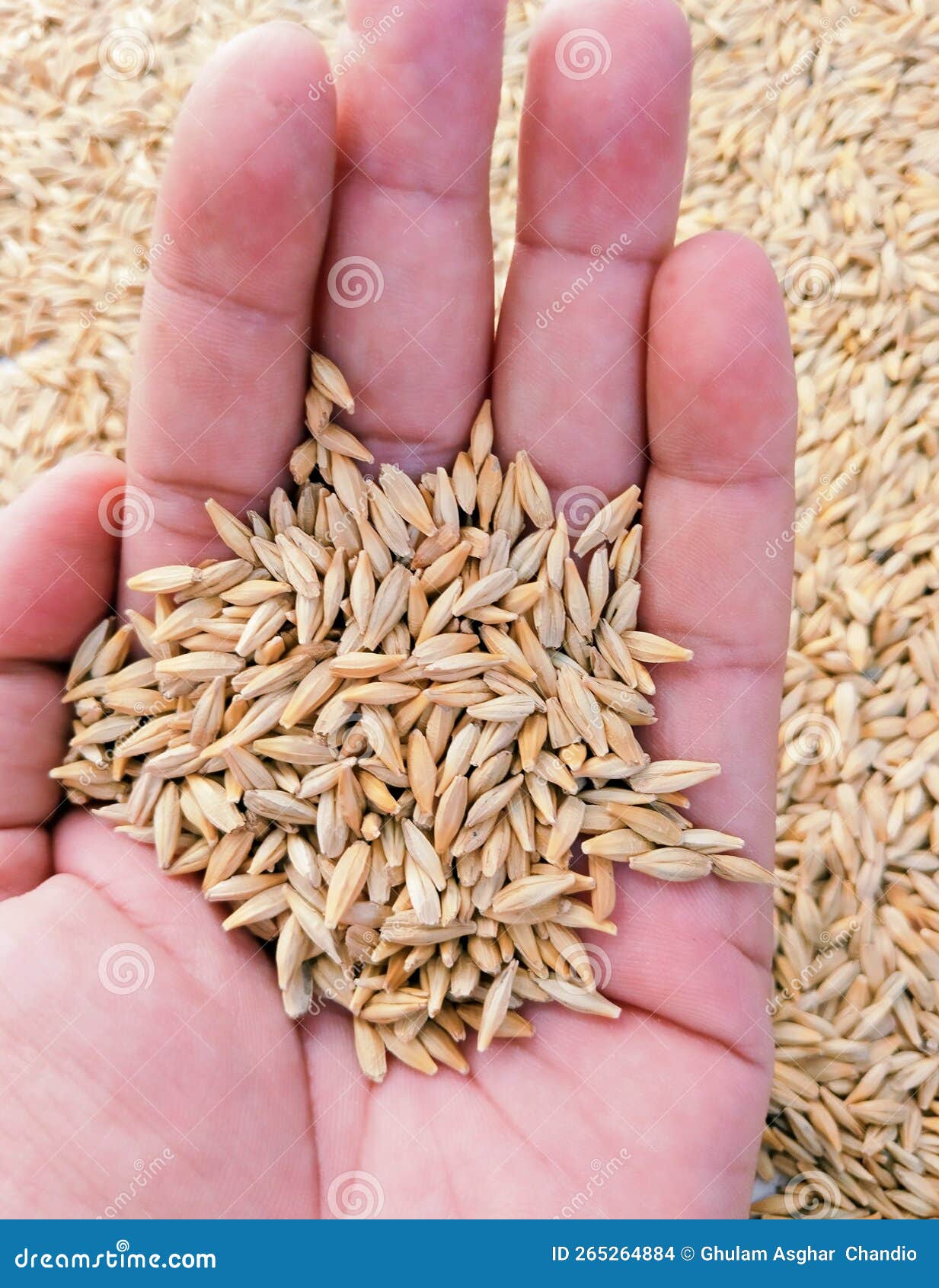 barley cereal grain seeds dried food whole jau grains d'orge graos de cevada graos de cevada granos de cebada photo