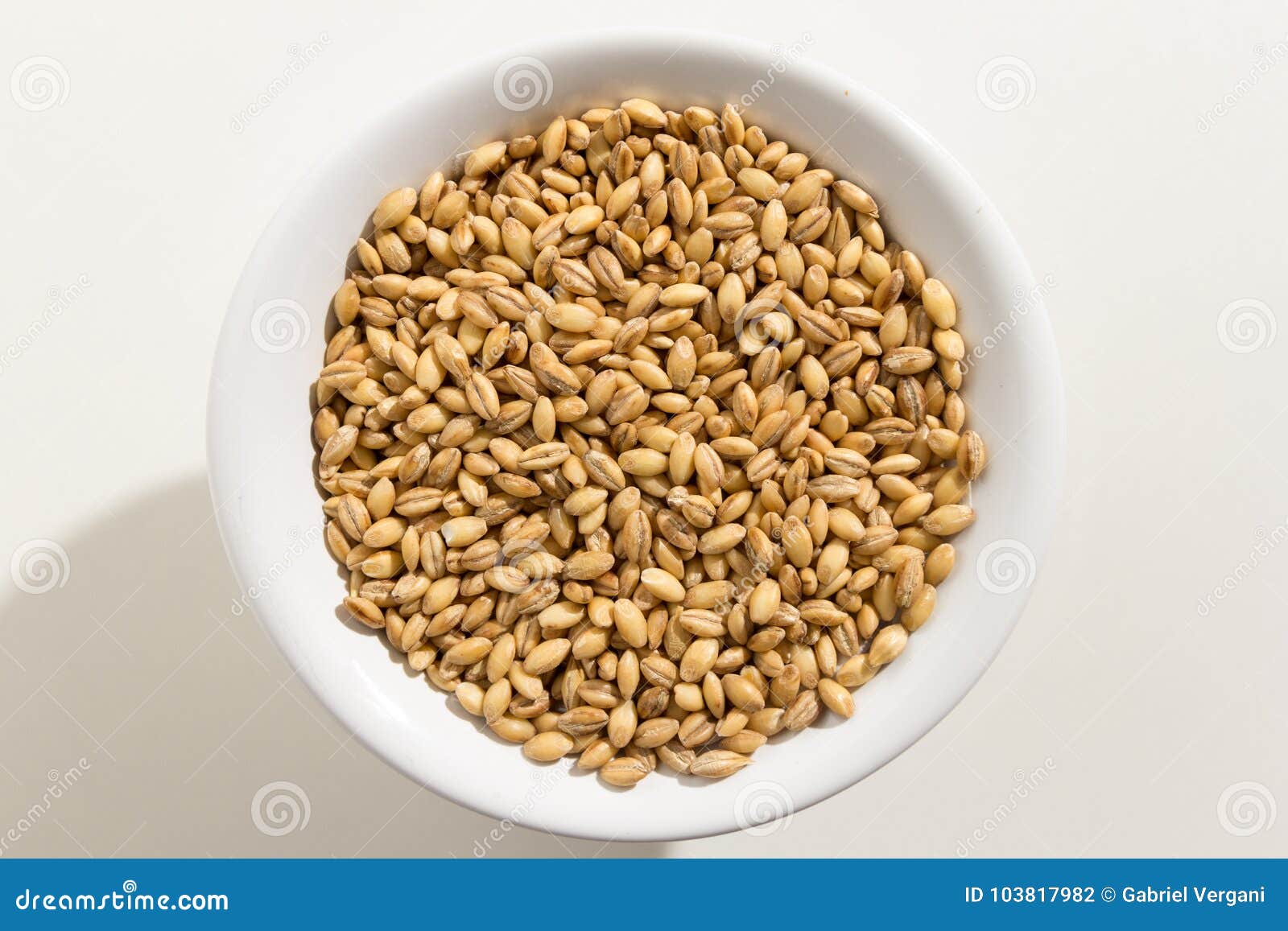 barley cereal grain. top view of grains in a bowl. white background.