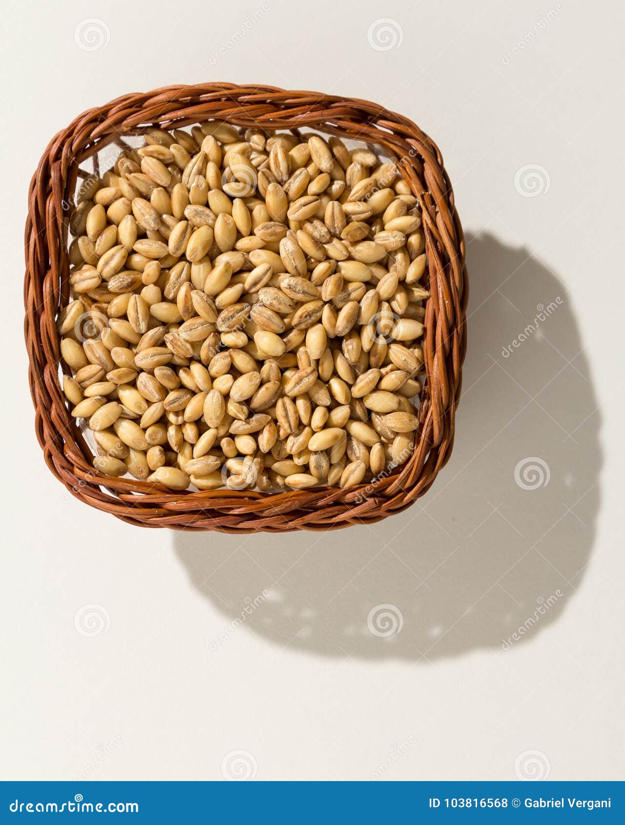 barley cereal grain. wicker basket with grains. top view, hard l