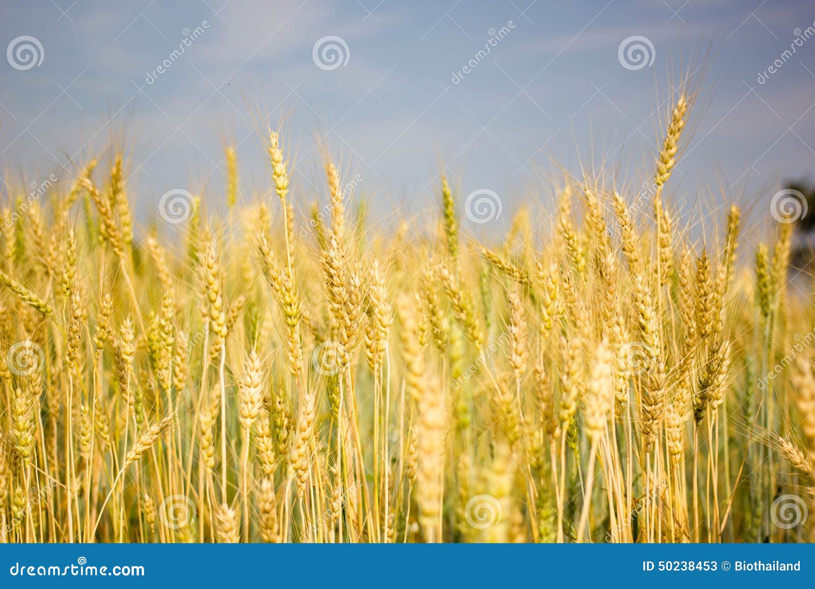 Barley farms stock image. Image of organic, cereal, farming 50238453