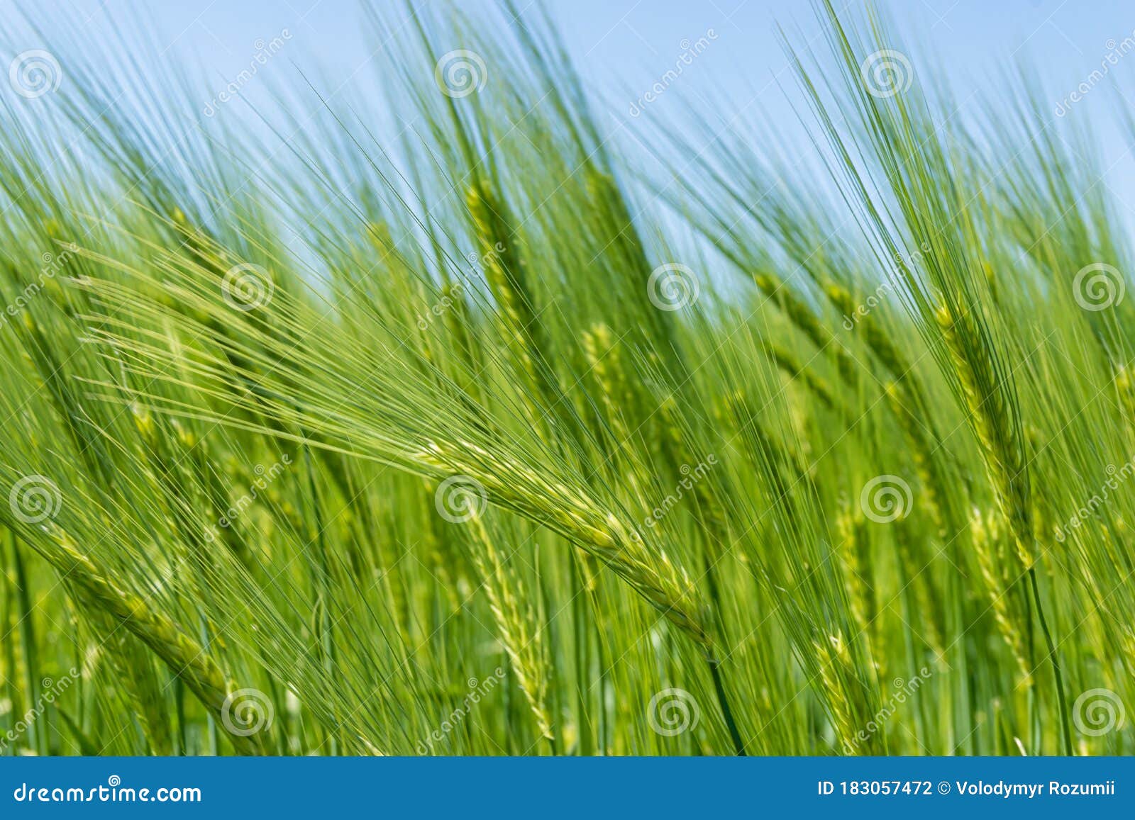 barley fields in spring under blue sky