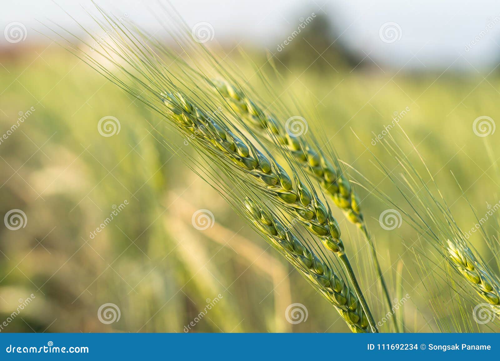 barley grain hardy cereal growing in field stock photo image of growing barly