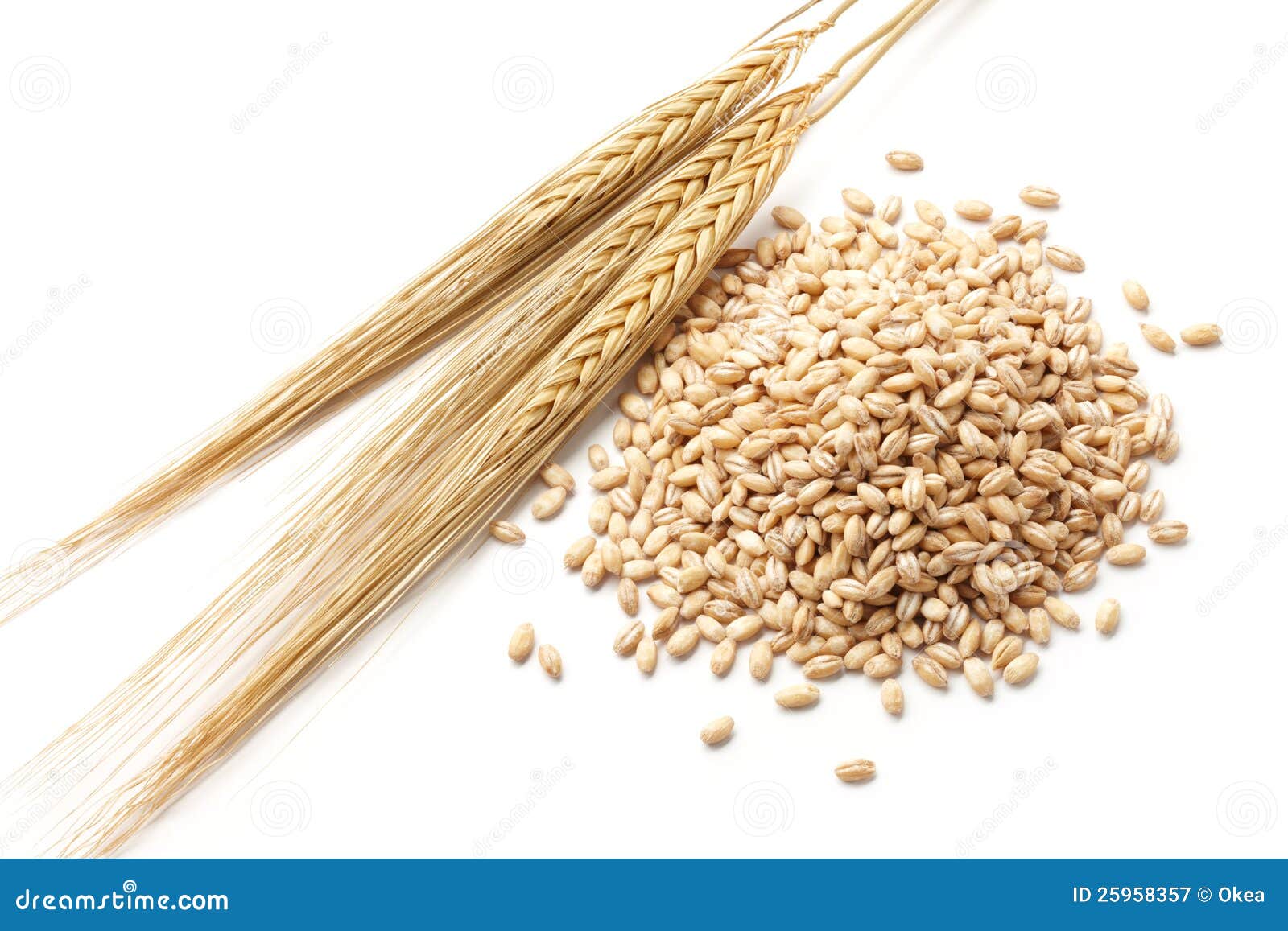 barley with grains